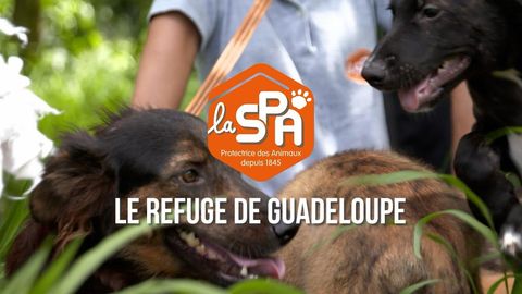 La Societe Protectrice des Animaux (SPA) - Refuge Papillon de Guadeloupe