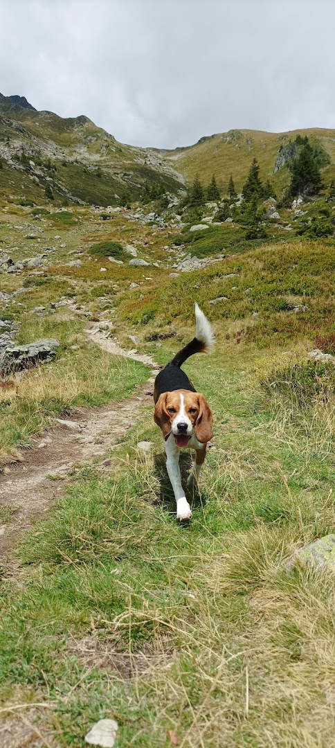 La Societe Protectrice des Animaux (SPA) - Refuge de Briancon