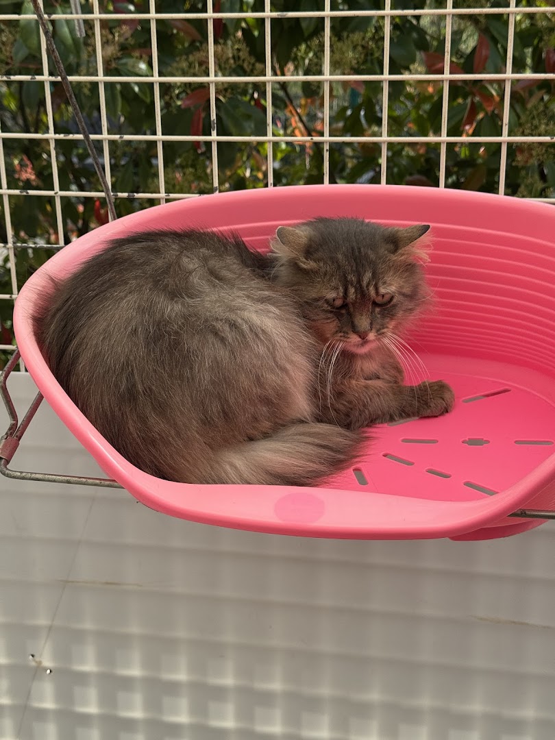 La Societe Protectrice des Animaux (SPA) - Refuge de Compiegne