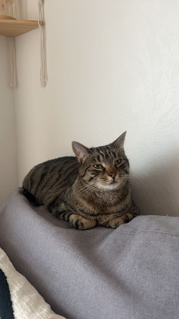Societe protectrice des animaux (SPA) de Strasbourg