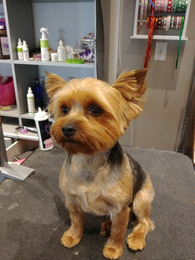 Pet Strands Grooming