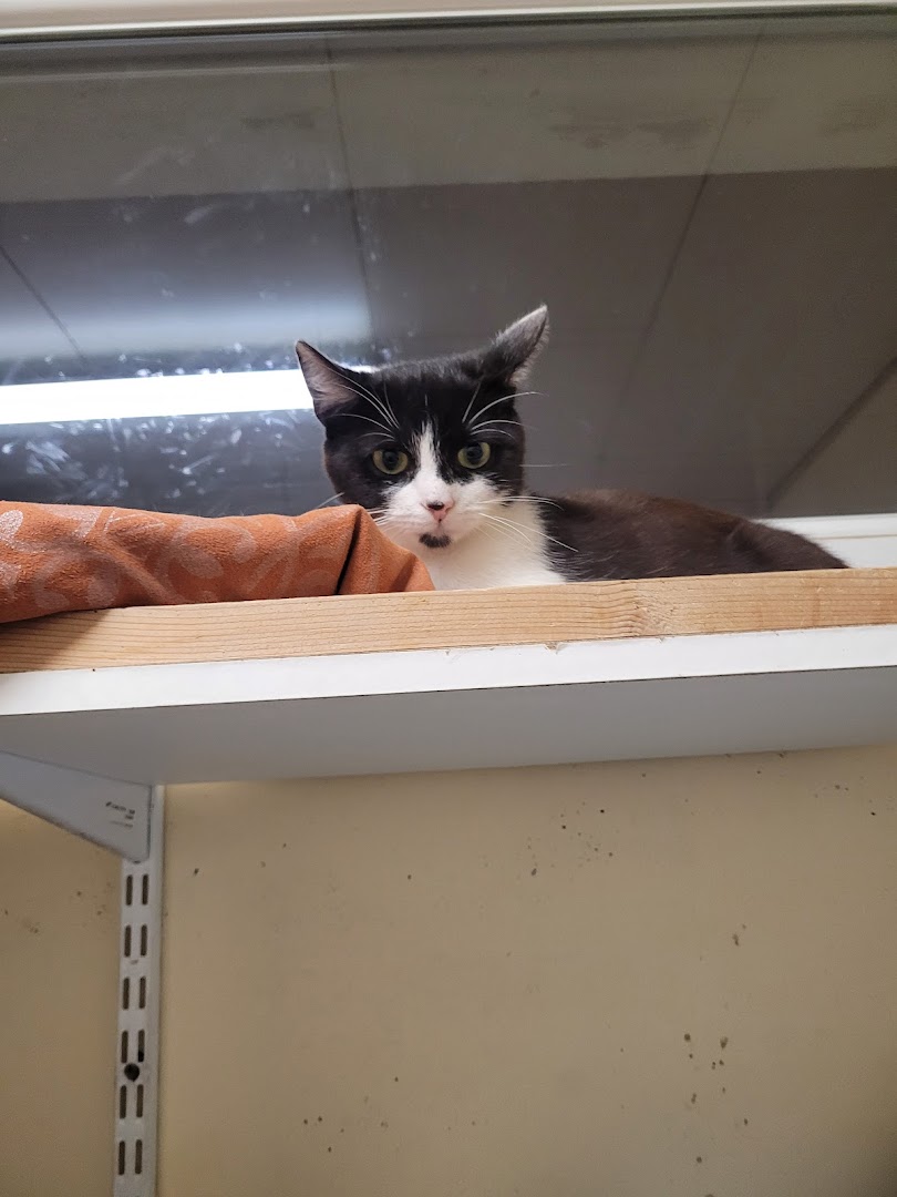 SPA Pontarlier et fourriere animale