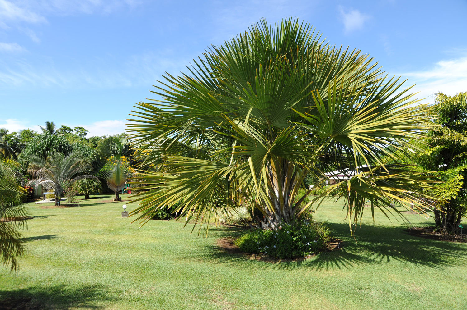 Location Bungalows Villa Piscine jacuzzi Martinique - La Route des Epices
