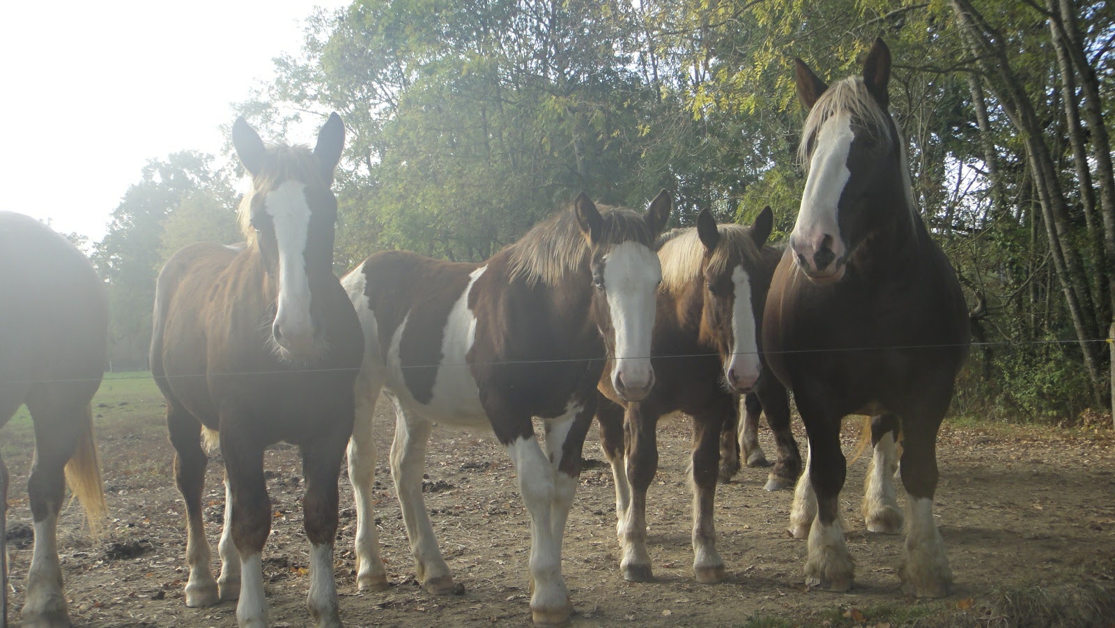 S.P.A 65 Societe Protectrice des Animaux